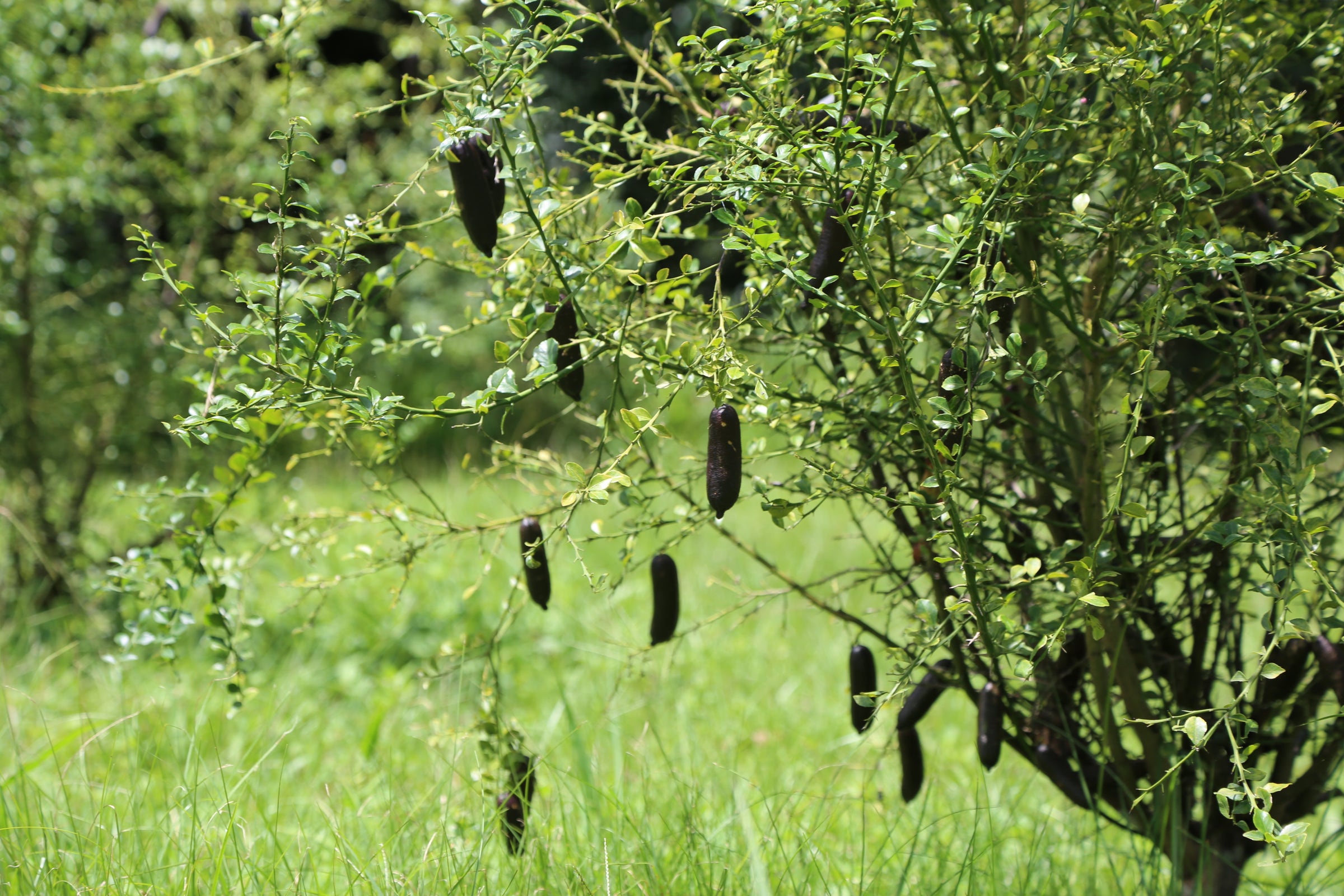 Finger deals lime tree